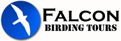 Falcon Birding